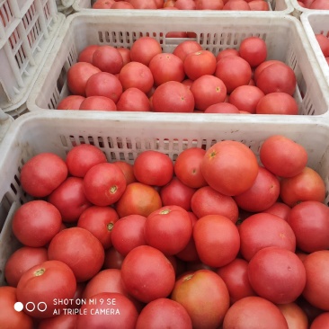 壶关精品旱地西红柿。
