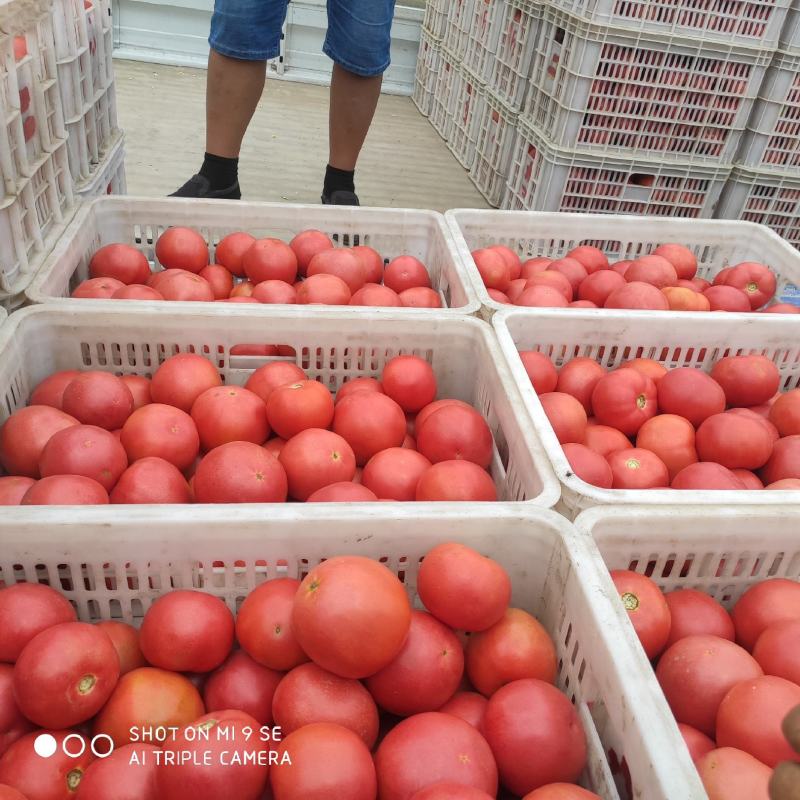 壶关精品旱地西红柿。