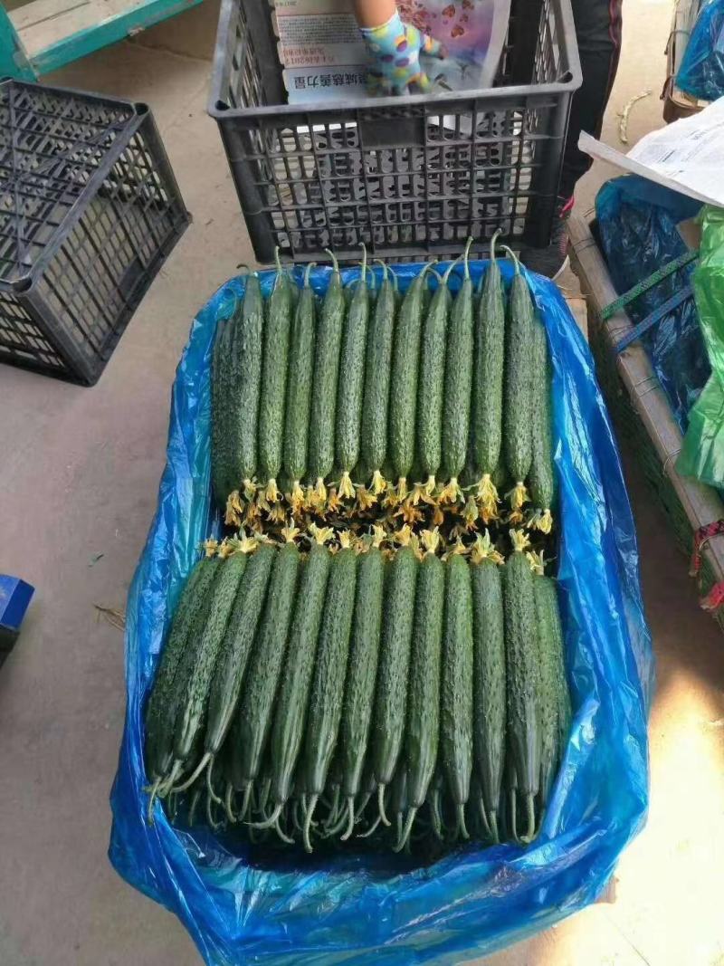 精品绿亮黄瓜/精品黑亮黄瓜/精品大棚货/精品蔬菜