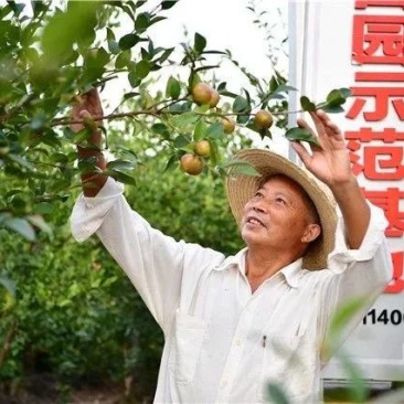 岑软系列2号3号原生油茶苗出售，基地直销