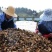 岑软系列2号3号原生油茶苗出售，基地直销