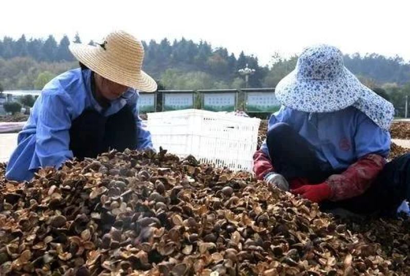 岑软系列2号3号原生油茶苗出售，基地直销