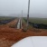 岑软系列2号3号原生油茶苗出售，基地直销