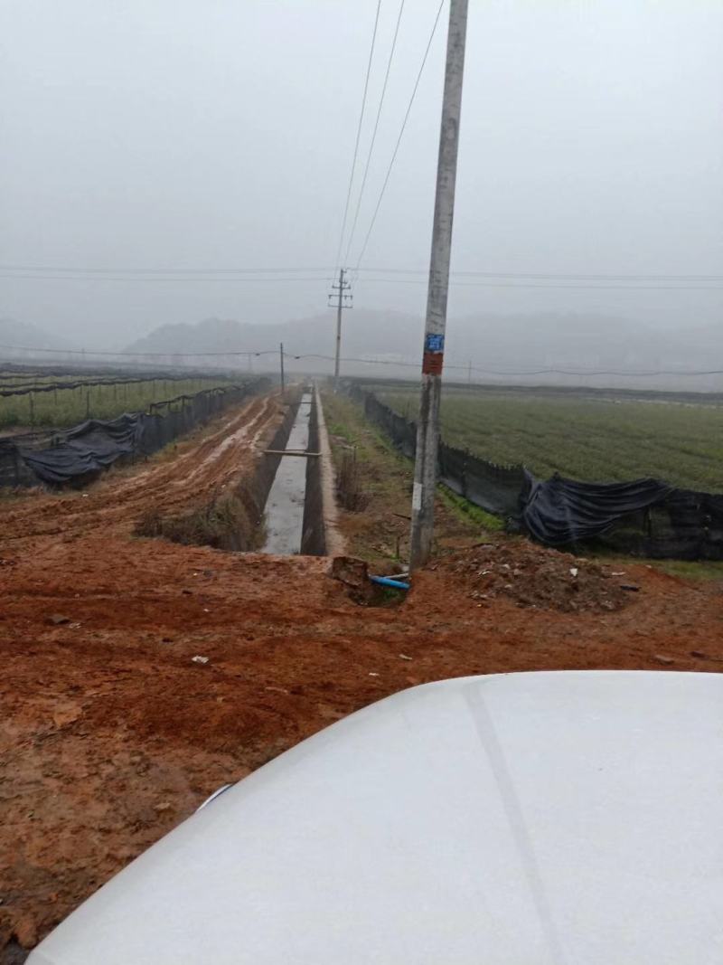 岑软系列2号3号原生油茶苗出售，基地直销
