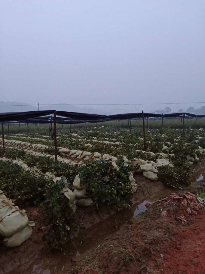 岑软系列2号3号原生油茶苗出售，基地直销