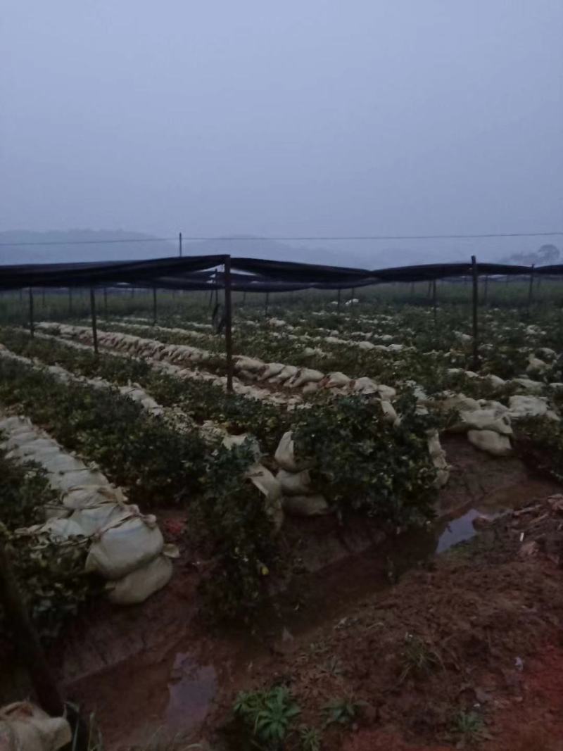 岑软系列2号3号原生油茶苗出售，基地直销