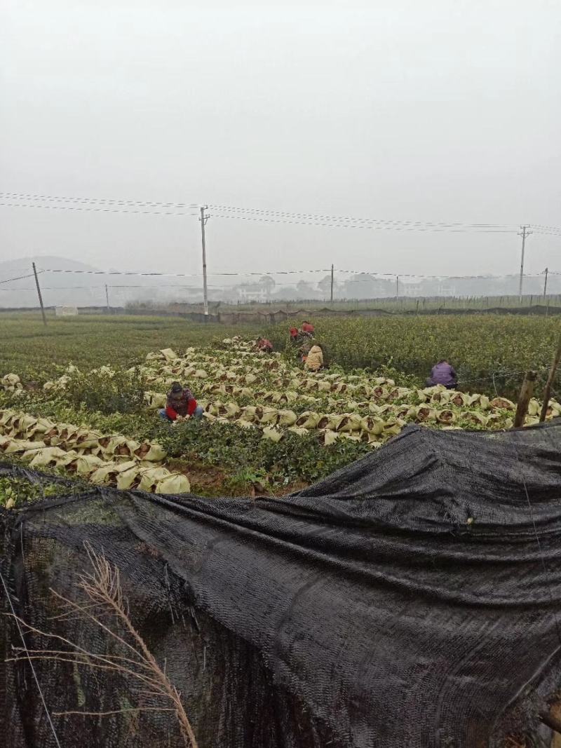 岑软系列2号3号原生油茶苗出售，基地直销