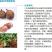 青岛现代芋酷芋头魔芋木薯苗后田地槟榔芋香芋苗后除草组合