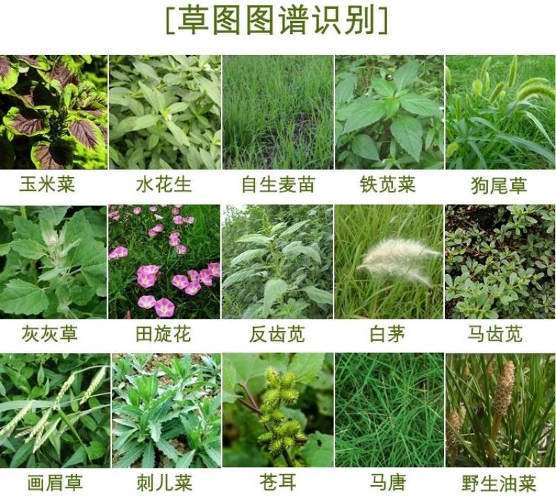 青岛现代芋酷芋头魔芋木薯苗后田地槟榔芋香芋苗后除草组合