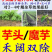 青岛现代芋酷芋头魔芋木薯苗后田地槟榔芋香芋苗后除草组合