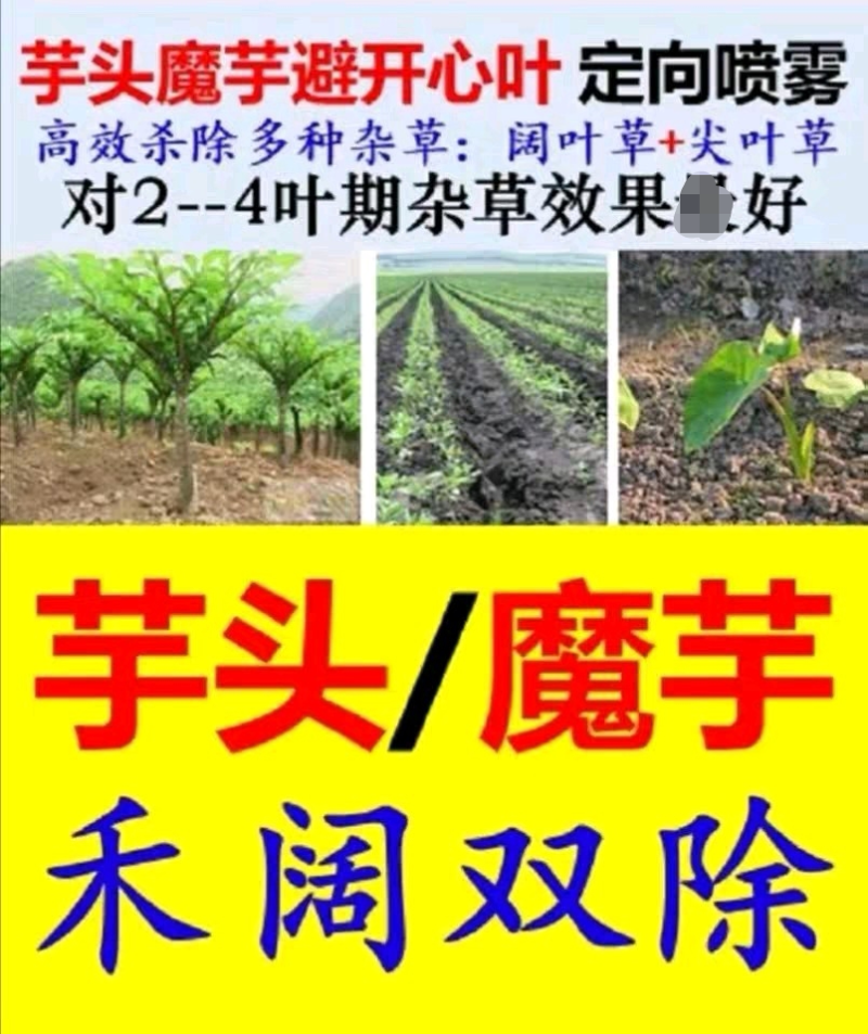青岛现代芋酷芋头魔芋木薯苗后田地槟榔芋香芋苗后除草组合