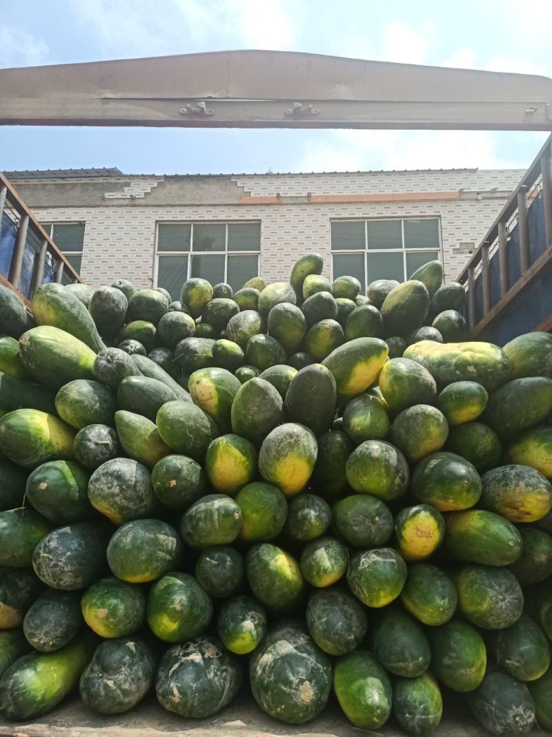 黑皮精品地冬瓜，大量上市中欢迎采购