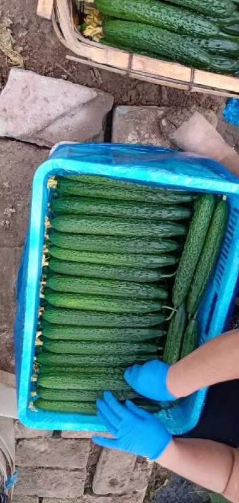 【精品】油亮密刺黄瓜山东大量上市产地直供货源充足！