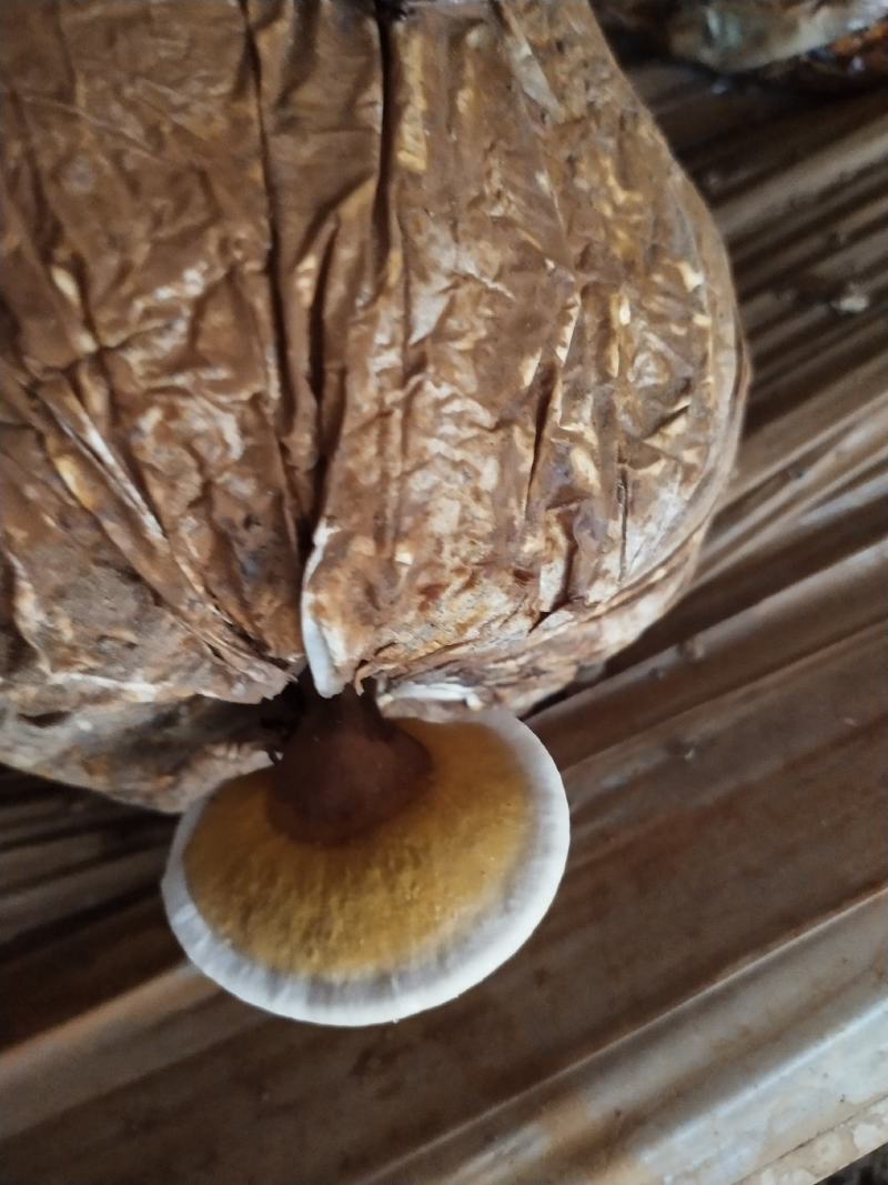 灵芝菌棒活体灵芝适用于占地补贴