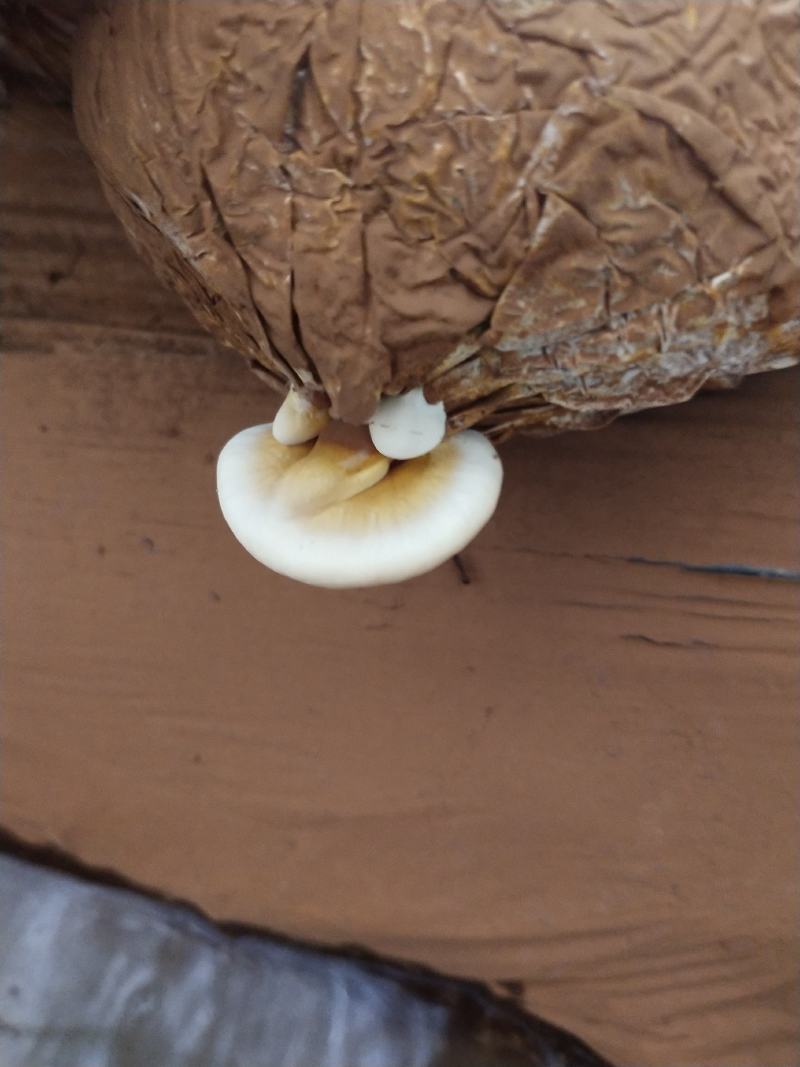 灵芝菌棒活体灵芝适用于占地补贴