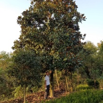 广玉兰，荷花玉兰耐寒广玉兰苗圃地大量出售中