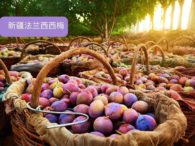 新疆喀什优质法兰西纯甜西梅非蓝色理查德西梅