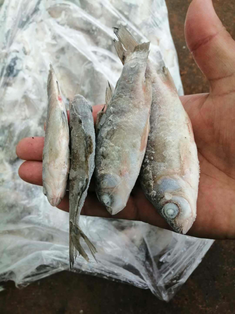 各种淡水饲料鱼冻板，大量有货需要的老板咨询