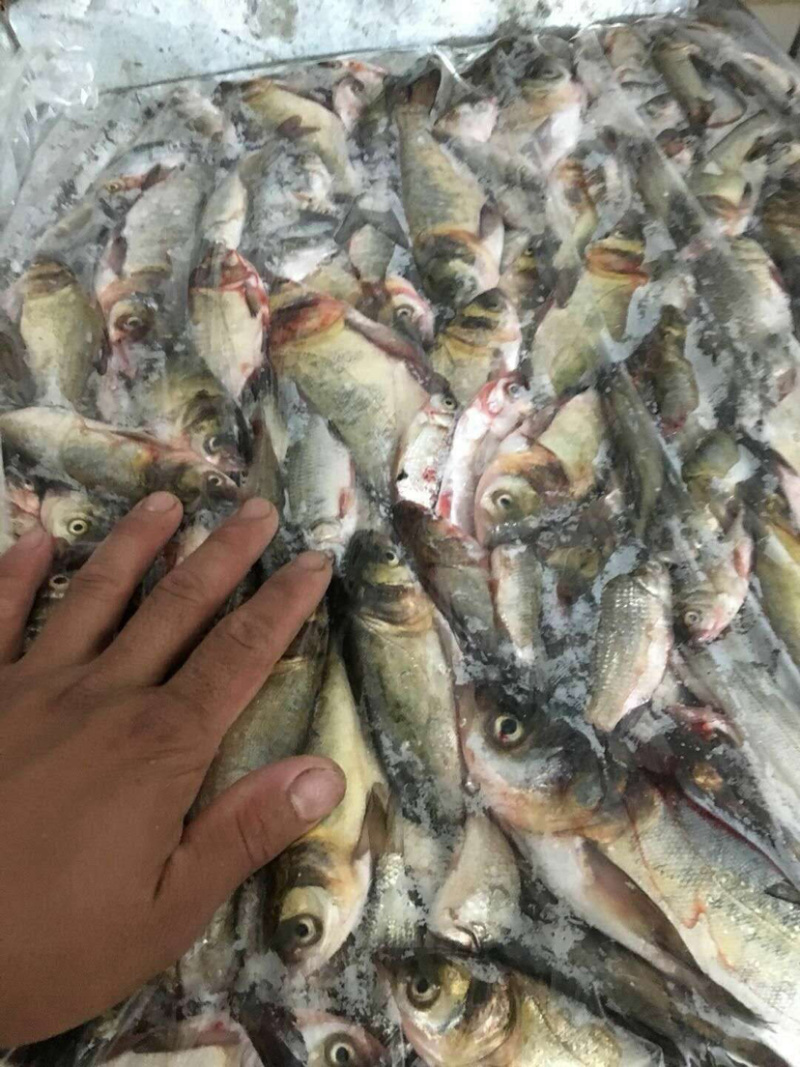 各种淡水饲料鱼冻板，大量有货需要的老板咨询