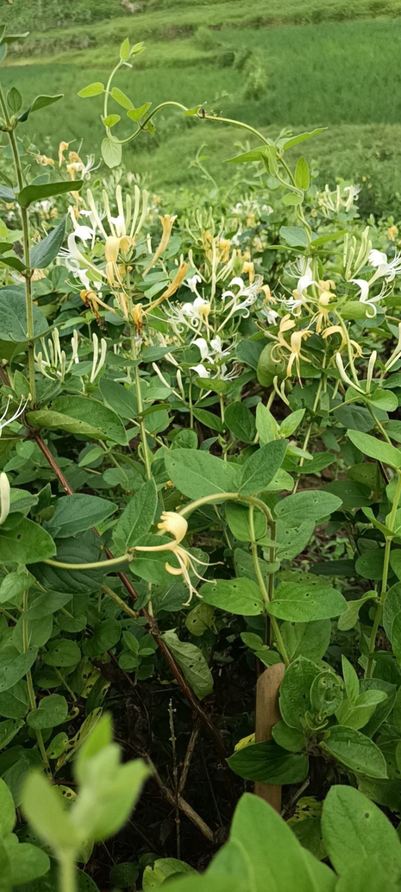四季金银花，树型金银花苗