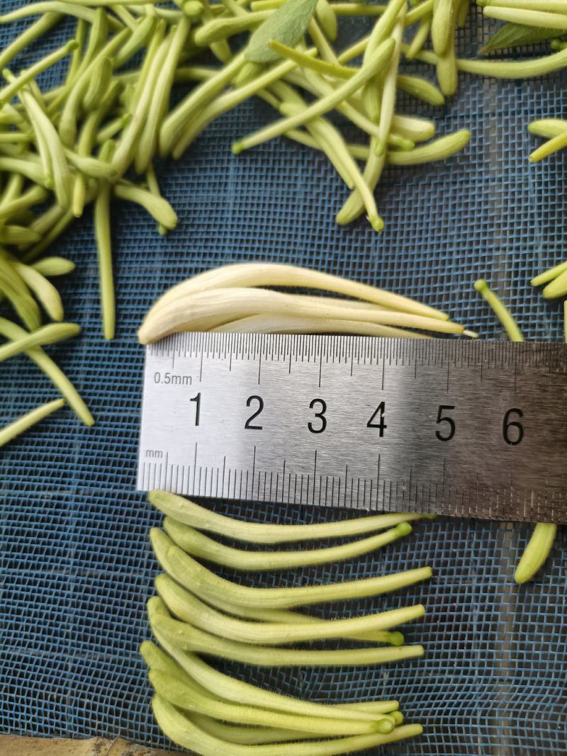 四季金银花，树型金银花苗