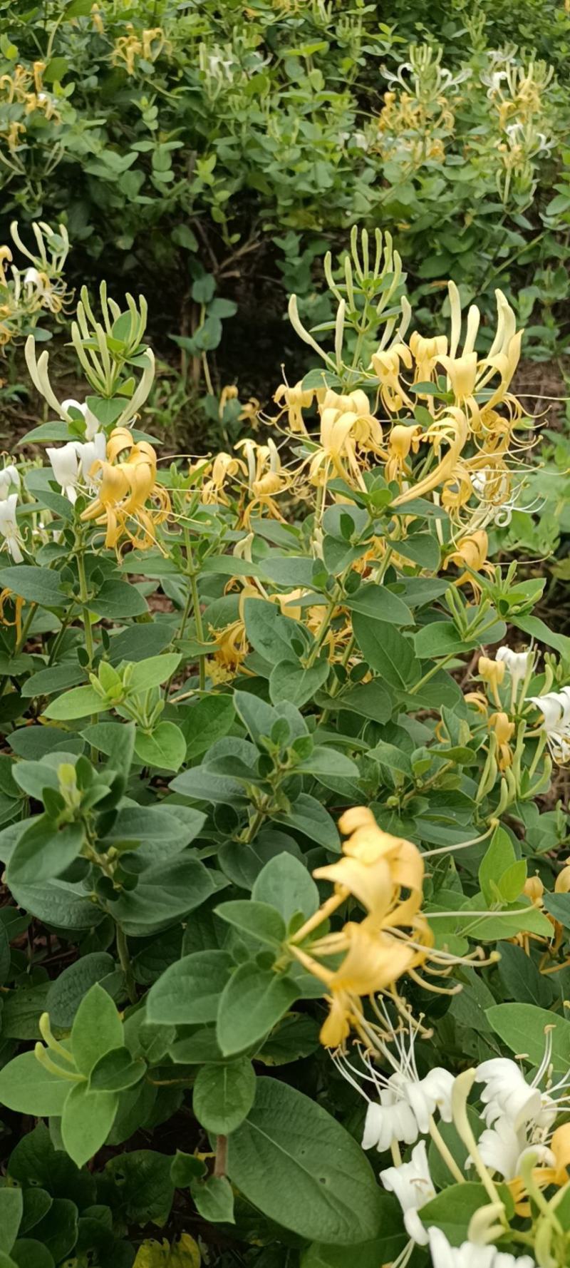 四季金银花，树型金银花苗