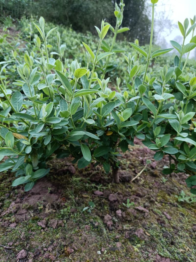 四季金银花，树型金银花苗