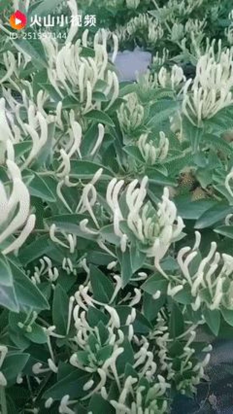 四季金银花，树型金银花苗