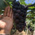 【葡萄】精品巨峰葡萄，产地直供，优质葡萄，可视频看货！