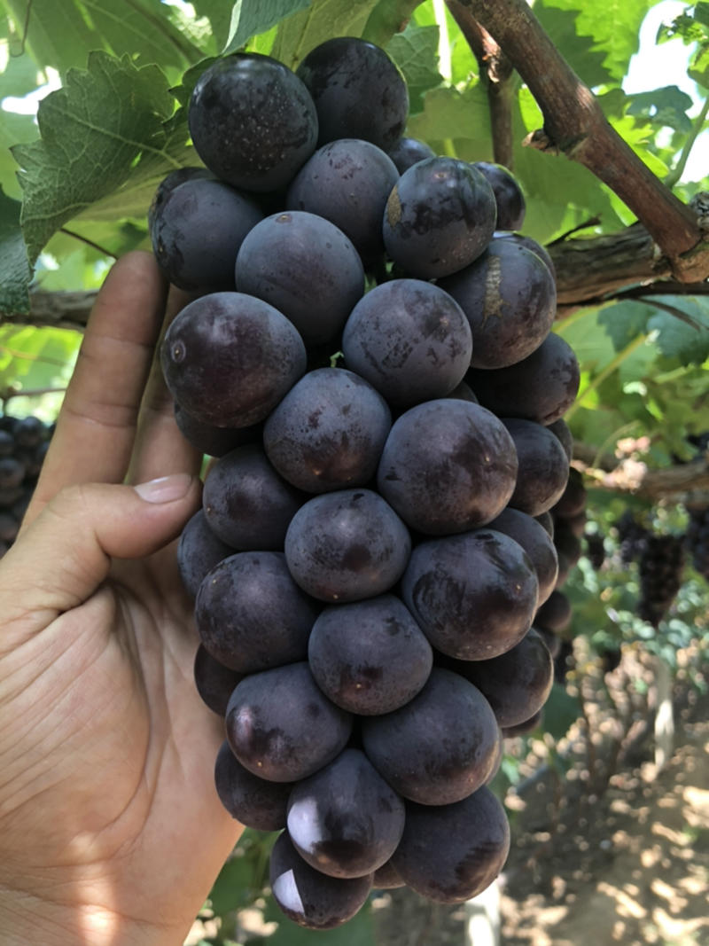【葡萄】精品巨峰葡萄，产地直供，优质葡萄，可视频看货！