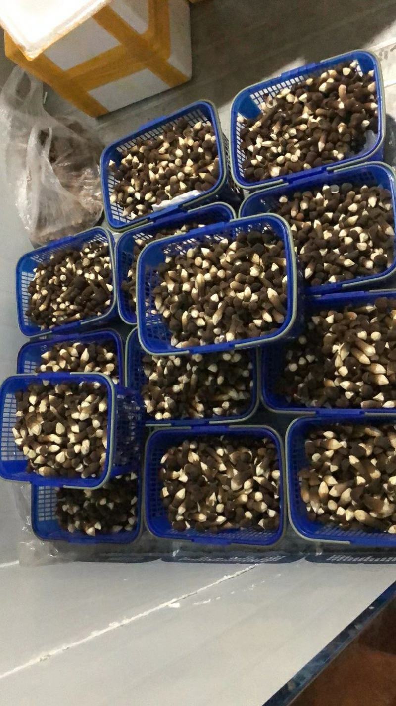 食用菌，蘑菇鸡枞菌，黑皮鸡枞菌，新鲜，一件代发，基地直供
