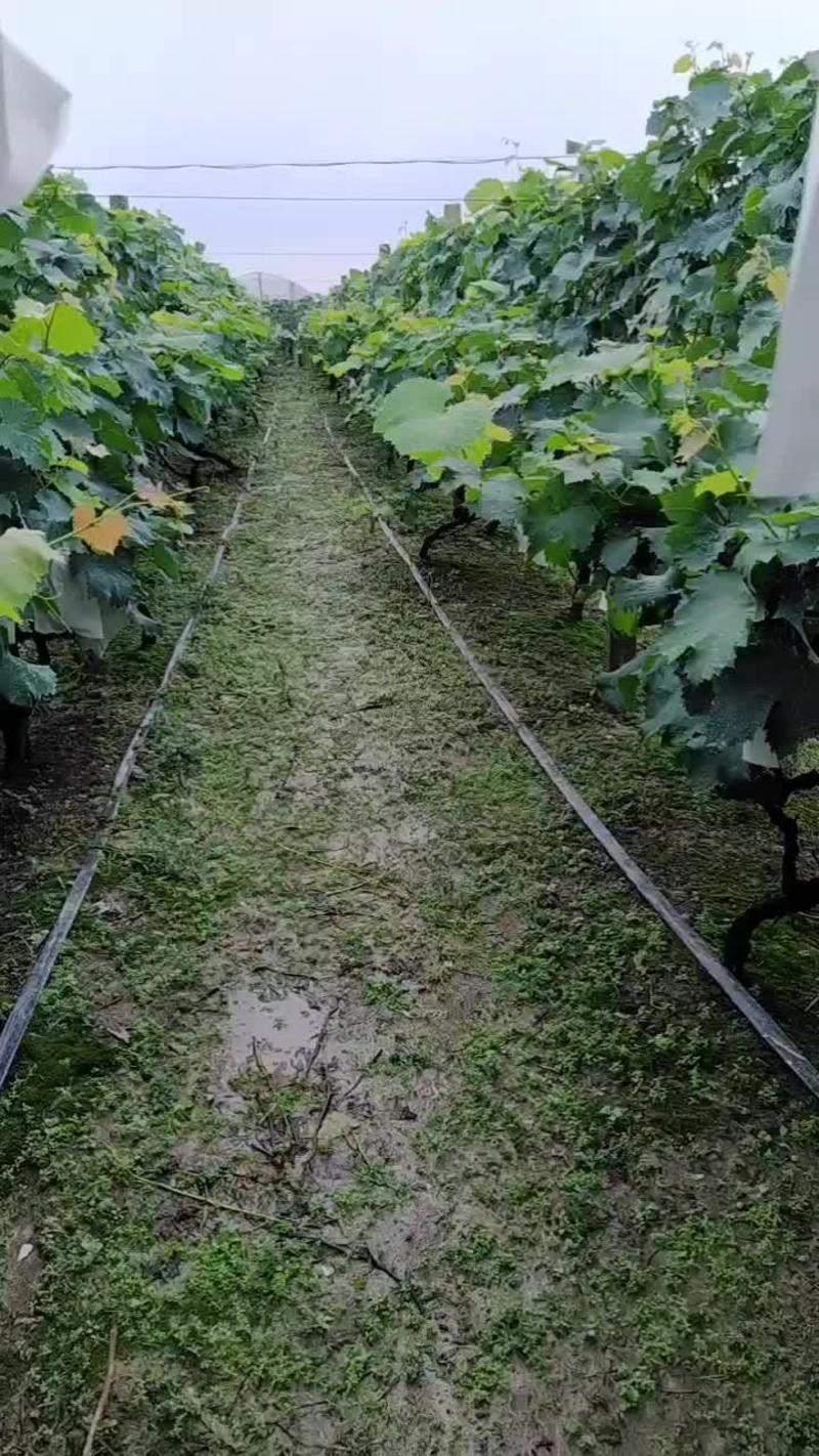 上海市嘉定区马陆镇阿水自己种植葡萄生态园内有十多种葡萄