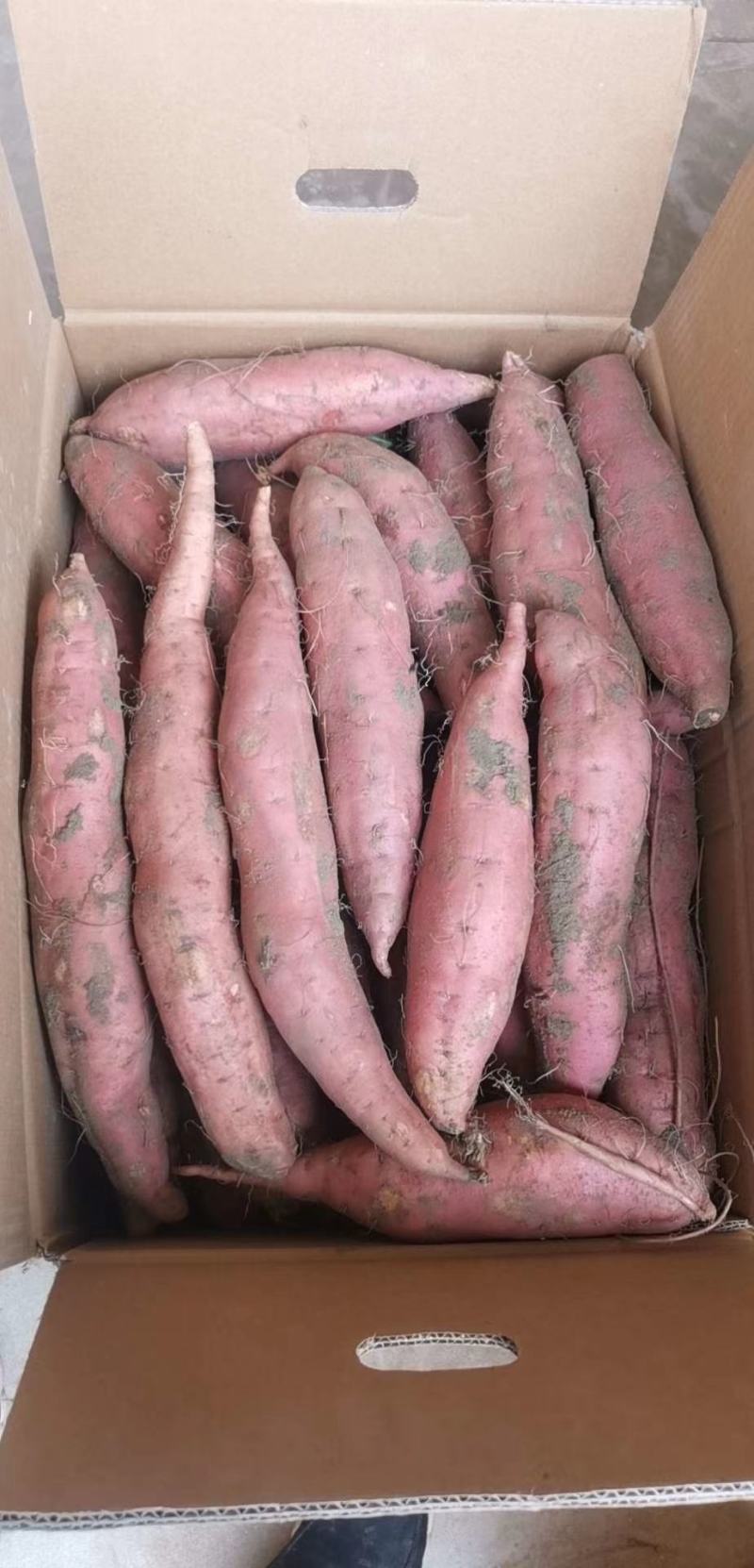 精品烟薯25红薯蜜薯冰糖心正宗沙地北方流油红心地瓜番薯