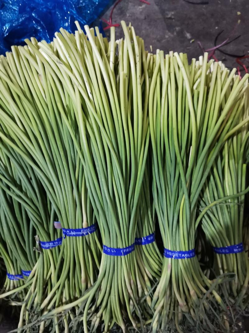 金乡杂交蒜薹精品50~60cm可供应国内外各地市场。