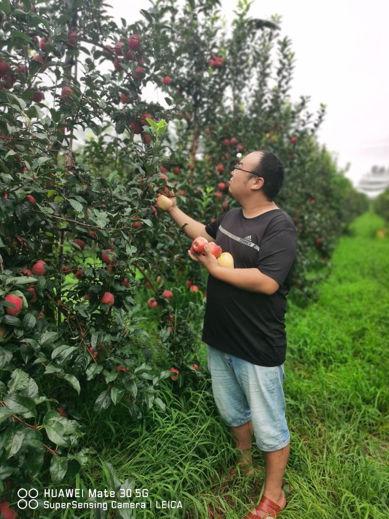 【精选】红思尼克苹果苗属于早熟品种的苹果苗