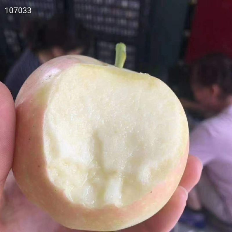 『陕西嘎啦苹果』头茬新鲜苹果脆甜皮薄多汁应季水果整箱一件