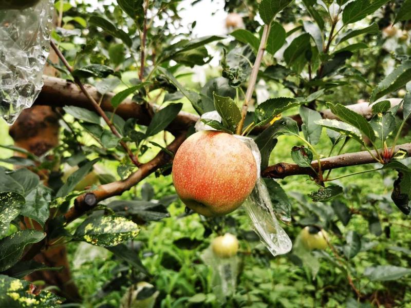 『陕西嘎啦苹果』头茬新鲜苹果脆甜皮薄多汁应季水果整箱一件
