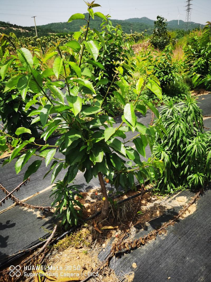 【精选】鲁樱3号樱桃苗齐早樱桃苗黑珍珠根系发达