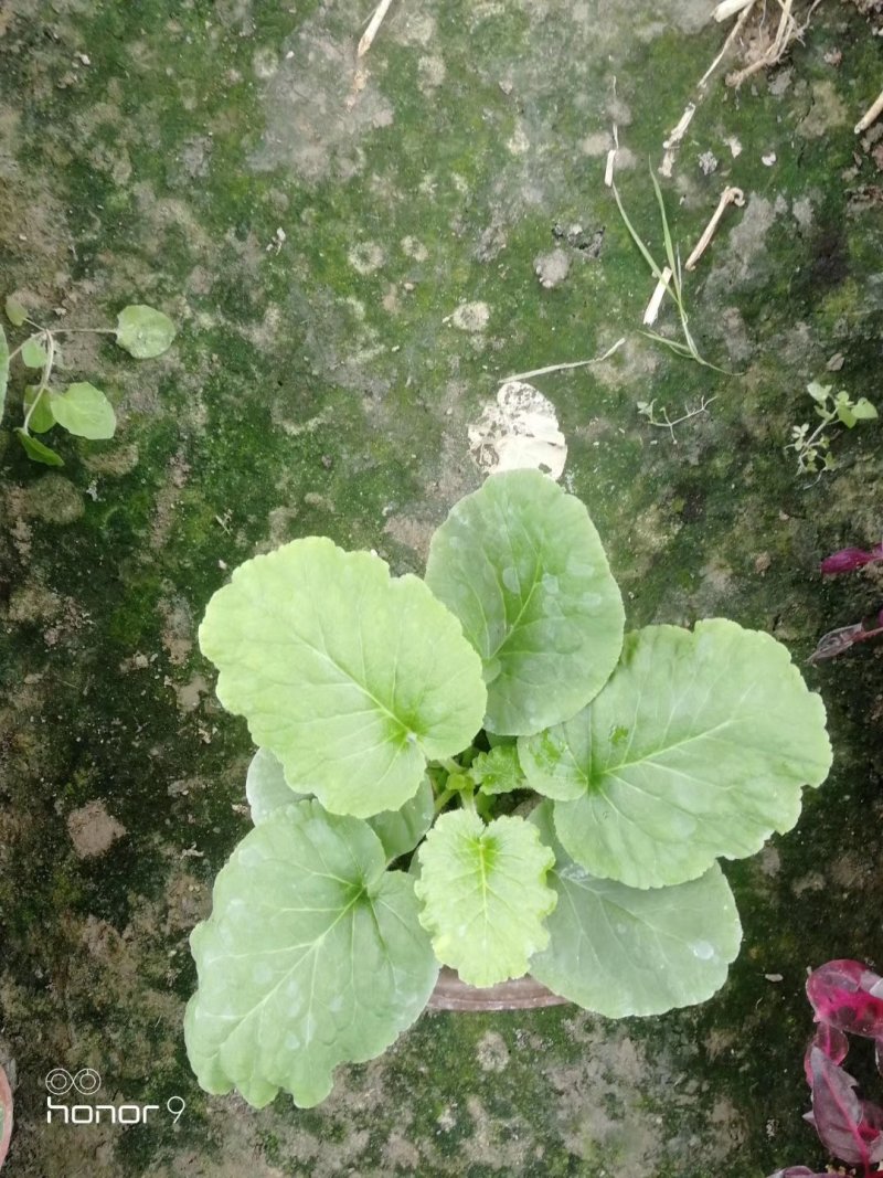 出售大花樱草，大花樱草杯苗。