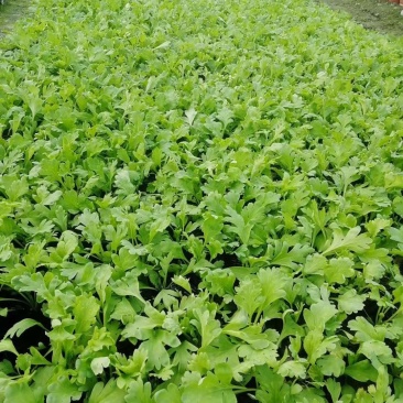 供应虞美人小杯苗支持视频看货虞美人小杯价格基地直销