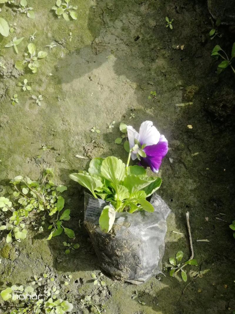 支持视频看货三色堇黄色红色紫色三色堇大小杯苗都有