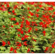 红花鼠尾草种子粉萼粉蝶鼠尾草花籽花种籽子露天花海种子