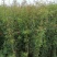 供应藤本植物蔷薇80-400公分蔷薇基地直销一手货源
