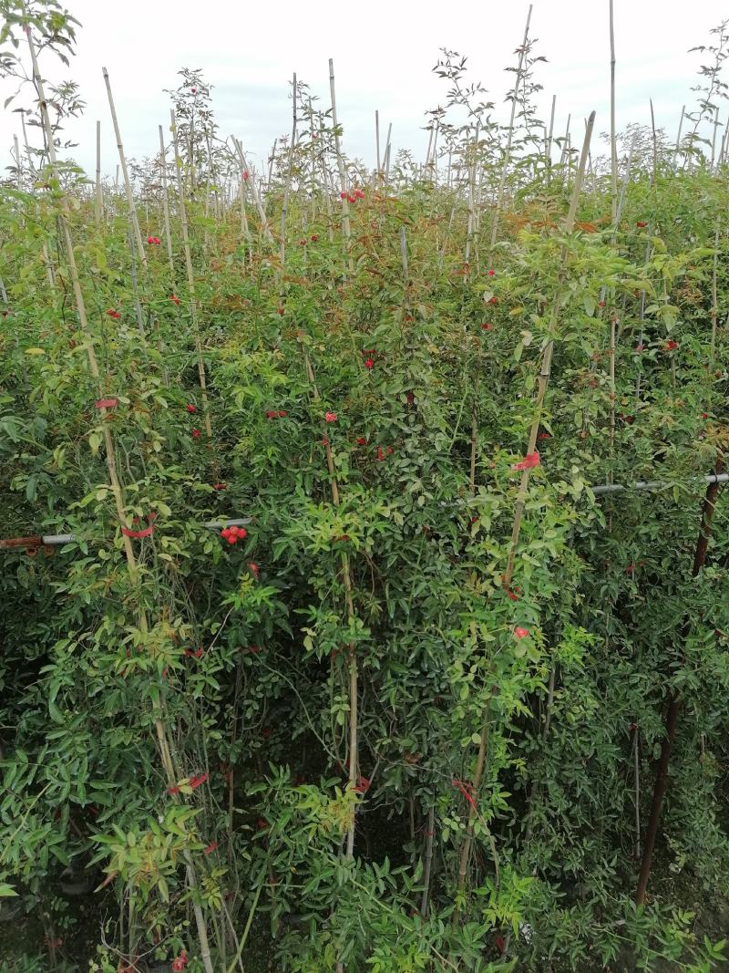 供应藤本植物蔷薇80-400公分蔷薇基地直销一手货源
