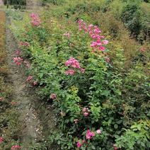 供应藤本植物蔷薇80-400公分蔷薇基地直销一手货源