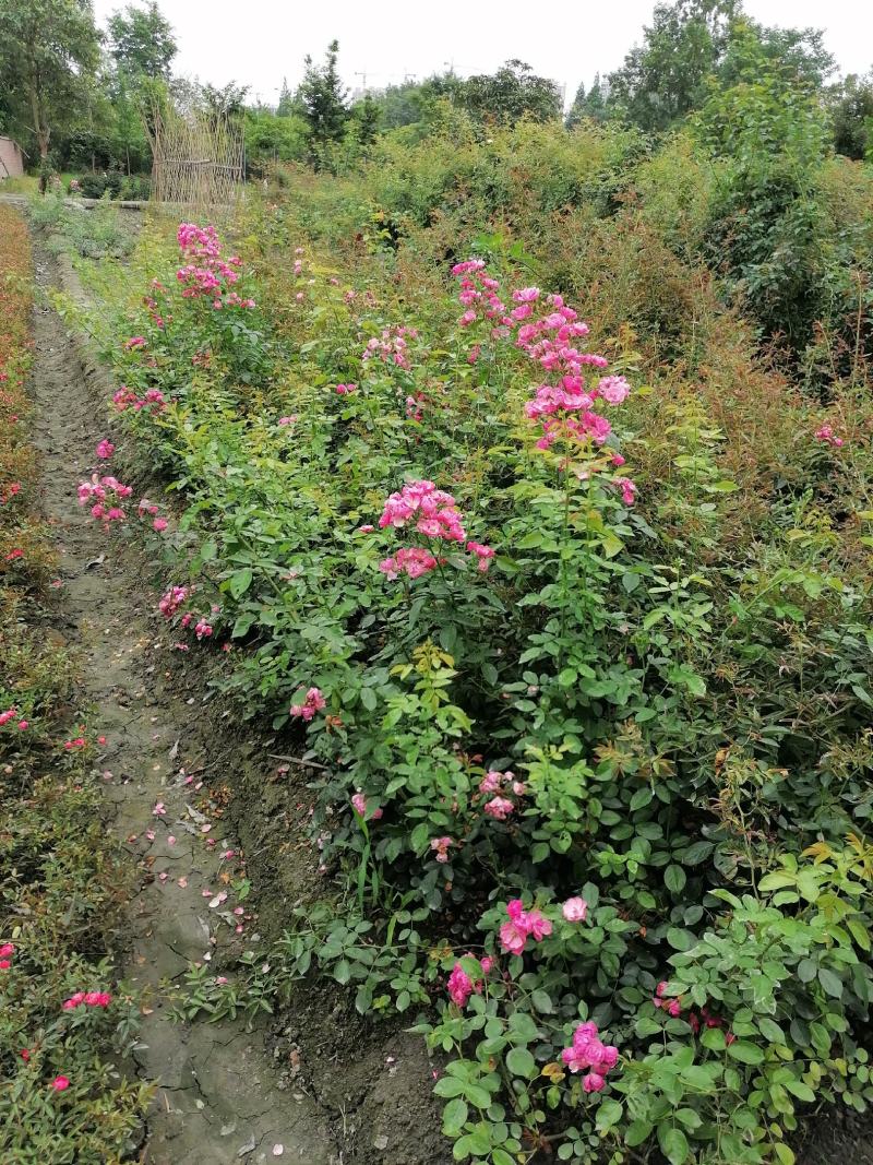 供应藤本植物蔷薇80-400公分蔷薇基地直销一手货源