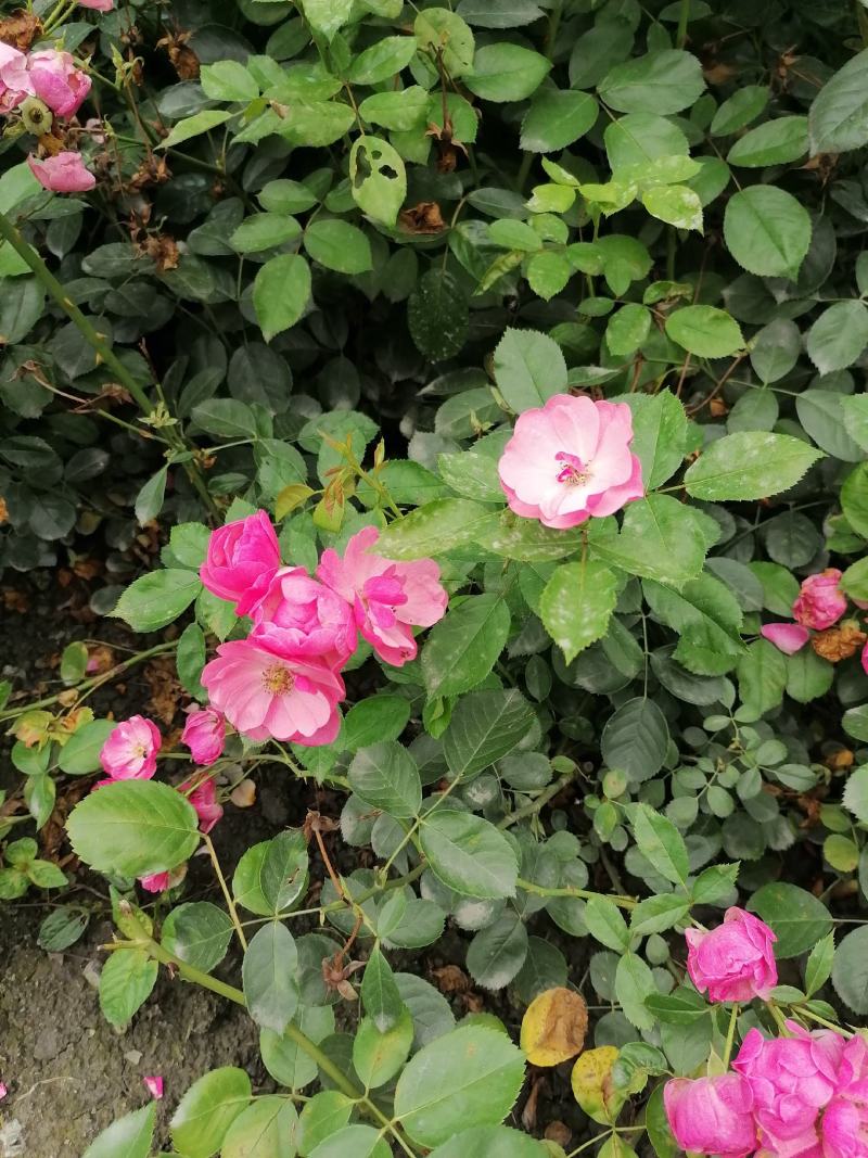 供应藤本植物蔷薇80-400公分蔷薇基地直销一手货源