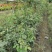 供应藤本植物蔷薇80-400公分蔷薇基地直销一手货源