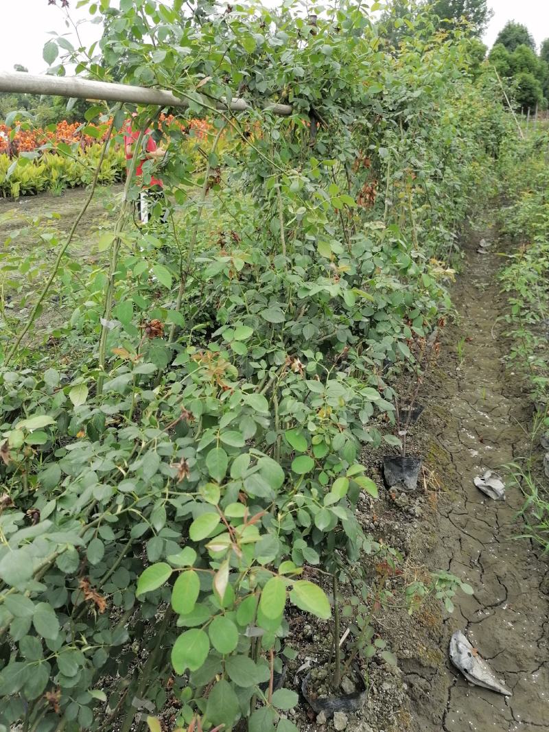 供应藤本植物蔷薇80-400公分蔷薇基地直销一手货源