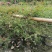 供应藤本植物蔷薇80-400公分蔷薇基地直销一手货源